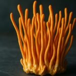 Cordyceps : bienfaits, dangers, posologie et avis