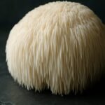Lion&rsquo;s Mane : bienfaits, avis scientifique et utilisation