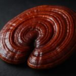 Reishi : bienfaits, sommeil, dangers et posologie