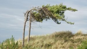 Arbre solide dans la tempête, image de l'antifragilité selon Taleb