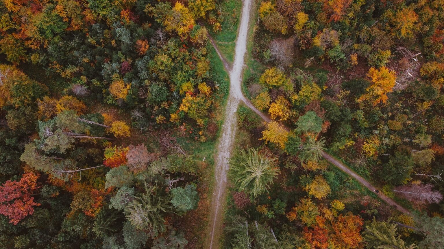 Chemin en forêt symbolisant le choix de sens après un brown-out