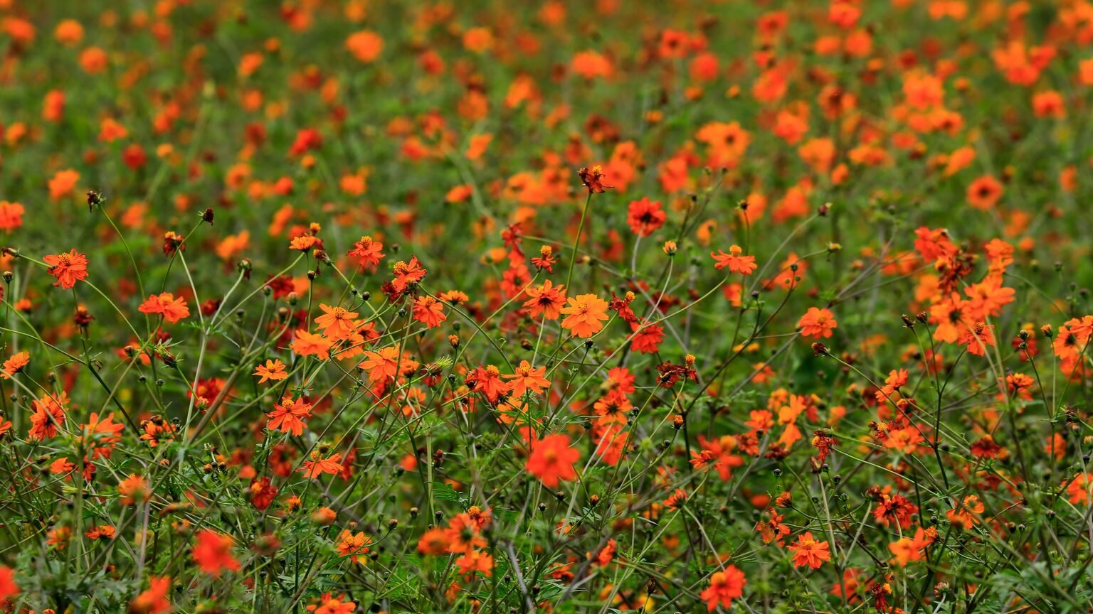 Fleurs éphémères en champ, image de la beauté fugitive du memento vivere