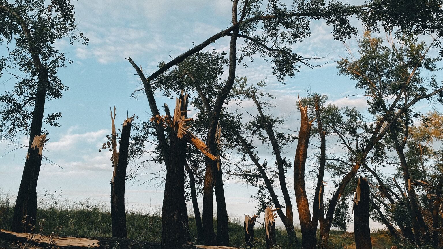 Arbre debout dans la tempête, image stoïcienne de l'épreuve