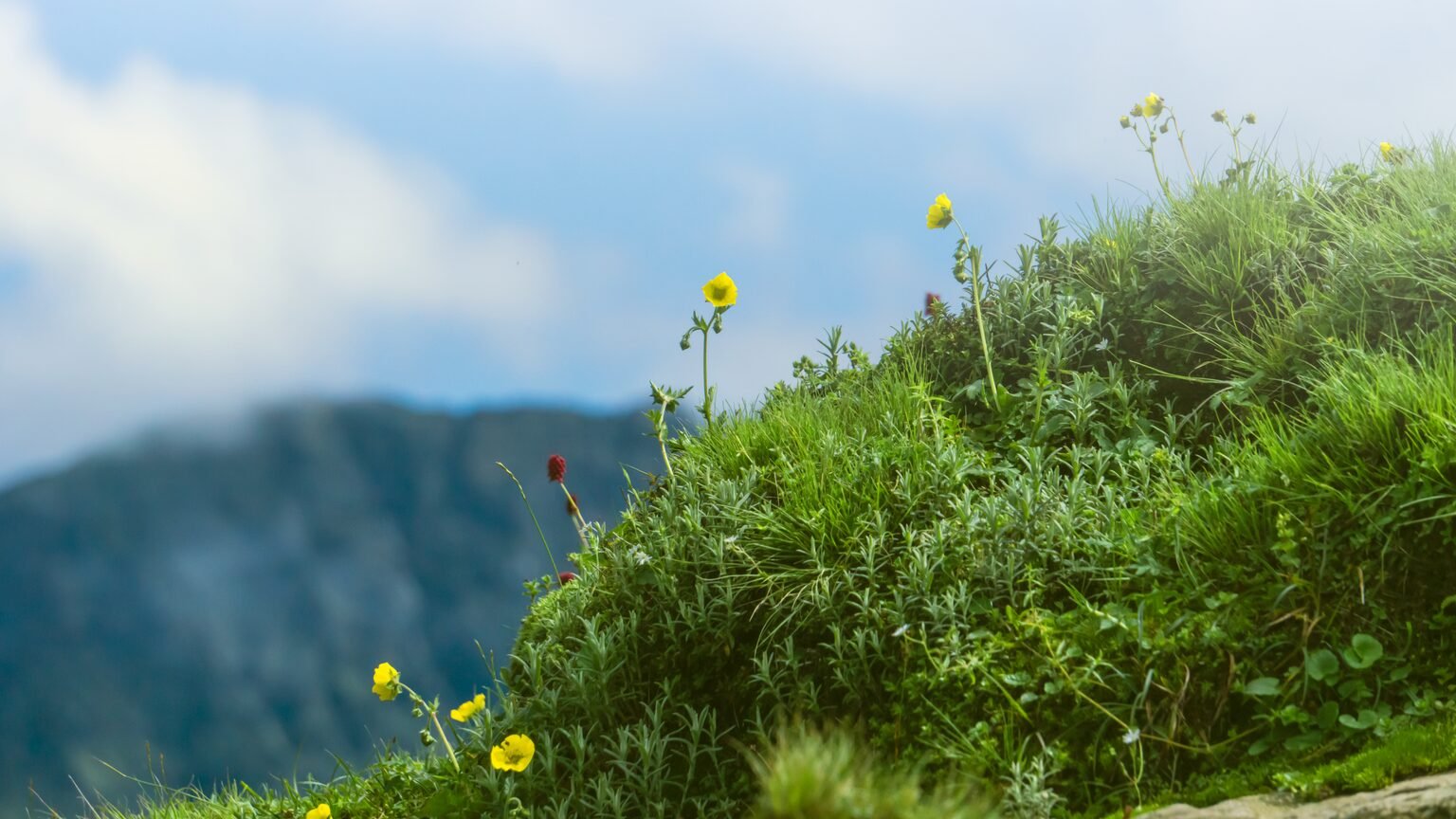 Fleurs de montagne, habitat naturel de la rhodiola nordique