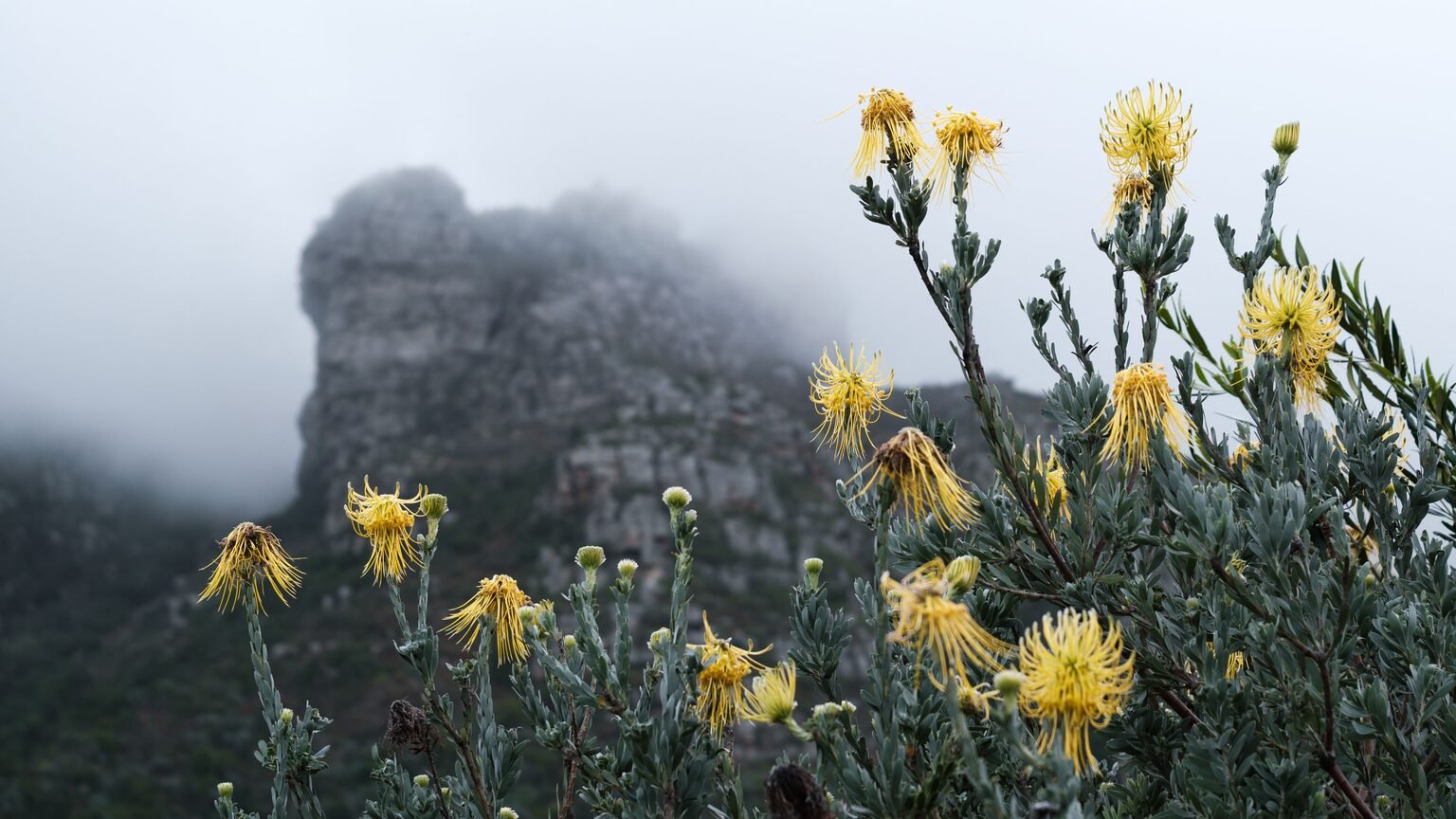 Paysage nordique alpin, terroir de la rhodiola rosea