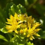 Rhodiola : bienfaits, danger, effets secondaires et posologie