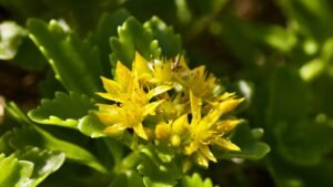 Rhodiola rosea en fleur, adaptogene nordique de la fatigue mentale